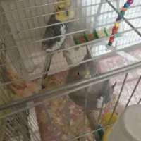 عروس،هلندی