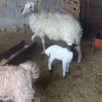 یک عدد بز بی جوان ومیش بابره شک اول بار زاییده