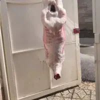 قصاب سیار‌