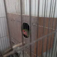 طوطی کوتوله