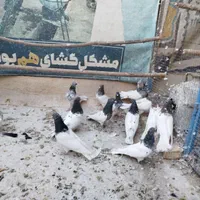 کبوتر کله ای|پرنده|اصفهان, ارغوانیه|دیوار