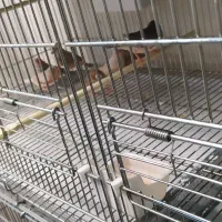 فنچ کینگ اروپایی وقفس هشت خوان اردشیرنو|پرنده|تهران, شهرک ولیعصر شمالی|دیوار