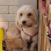 نیازمند سریدار خدماتی خانم