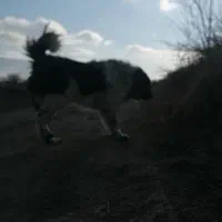 سگه گله|سگ|خمین, |دیوار