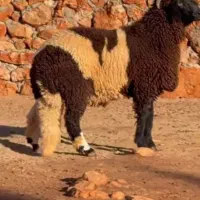 گوسفند زنده قصاب سیار