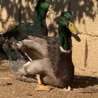 اردک مسکویی دودی و روئن فرانسه کیفیت بالا|پرنده|قائم‌شهر, |دیوار