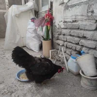 دو عدد مرغ محلی درشت تخم گذار دانه ای ۱ ملیون