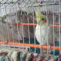 جوجه عروس لوتینو۸ماهه نر