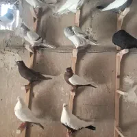 کبوتر ماده و جفتی دمبی سینه دم سفید دم سیاه سبز