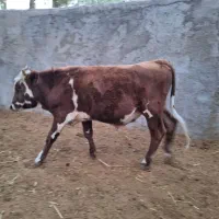 5جلب|حیوانات مزرعه|بم, |دیوار