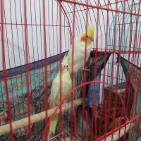 عروس هلندی جفت سرحال سلام