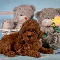 توله تاینی توی پودل تاینی دارک رد لایت و اپریکات|سگ|اصفهان, شاهد|دیوار