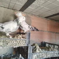 کبوتر گو بالی قره|پرنده|میاندوآب, |دیوار