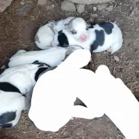 وگذاری مجانی 4 توله قهدریجانی