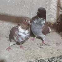 کبوتر پرشی سالم ساعت بالا