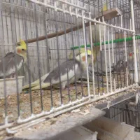 جوجه عروسهای سرلاکی فول فول اهلی ودست آموز  آیهان|پرنده|خوی, |دیوار