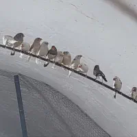 فنچ ب تعداد