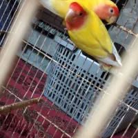 برزیلی زرد صورت هلویی و جوجه مرغ عشق پروانه ای