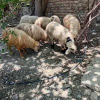 ۱۳ عدد بره نر ماده