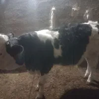 گوساله سمینتال|حیوانات مزرعه|دیواندره, |دیوار