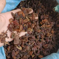 درجه ممتاز  کشمش کاشمر