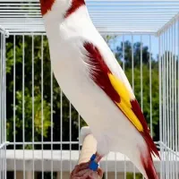 جوجه سره نوک بادمجونی وسیبل زده جفتی ۳ تومن