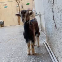 بزغاله دستی