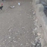 کبوتر فروشی|پرنده|میناب, |دیوار