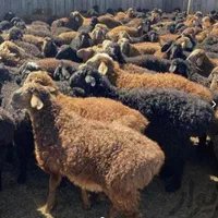 البرزشیپ یکی ازبزرگترین مرکزفروش گوسفندزنده