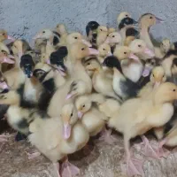 جوجه اردک پکنی گوشتی