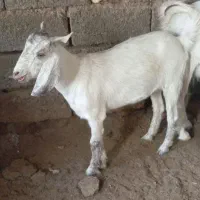 گوسفند ماده فروشی