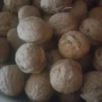 گردو|عمده‌فروشی|گلپایگان, |دیوار