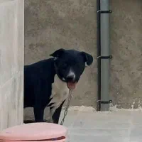 پیتپول ۱۰ماهه