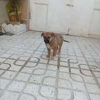 واگذاری توله سگ رایگان|سگ|کرمانشاه, |دیوار