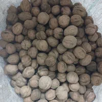 گردو تویسرکان تازه خشک شده امسالی