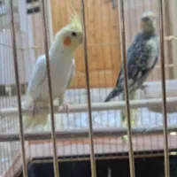 قناری ویروس هلندی