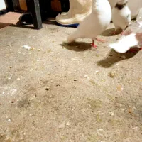 سه عدد کفتر نرم|پرنده|بروجرد, |دیوار