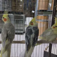 عروس هلندی جفت مولد به شرط|پرنده|نظرآباد, شهرک سید جمال الدین|دیوار