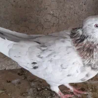 کبوتر ماده زرد و نر سرور جوان|پرنده|قم, شاه ابراهیم|دیوار