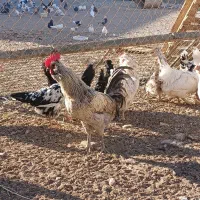 مرغ و خروس گلین عشایری|حیوانات مزرعه|زید آباد, |دیوار