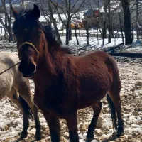 اسبی بسیار آرام و زیبا