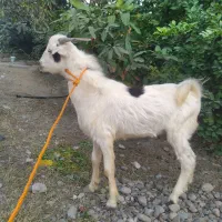 کهره نر چاق و چله نذری|حیوانات مزرعه|میناب, |دیوار