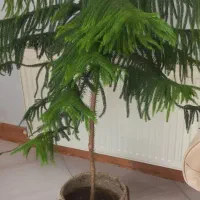 کاج مطبق