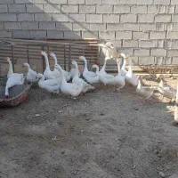 قوقازچینی اصل|حیوانات مزرعه|شادگان, |دیوار