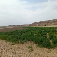 علف|گل و گیاه طبیعی|زهک, |دیوار