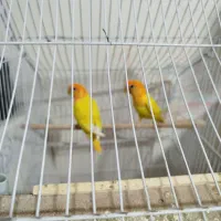 یک جفت طوطی کوتوله