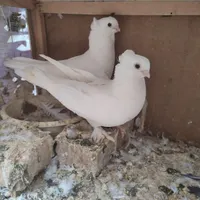 کفتر