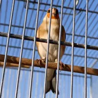 سهره چانه سفید با قفس