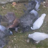 معاوصه سفید مهر کاکلی دمچتری گردن لرزون|پرنده|کردکوی, |دیوار