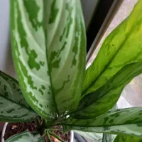 گل های زینتی|گل و گیاه طبیعی|تالش, جوکندان|دیوار